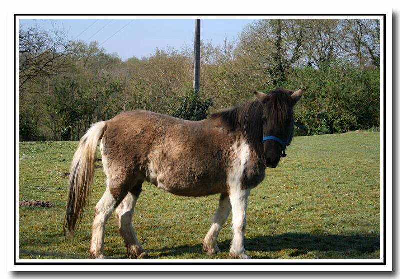 touraine 2007 Cheval5.jpg